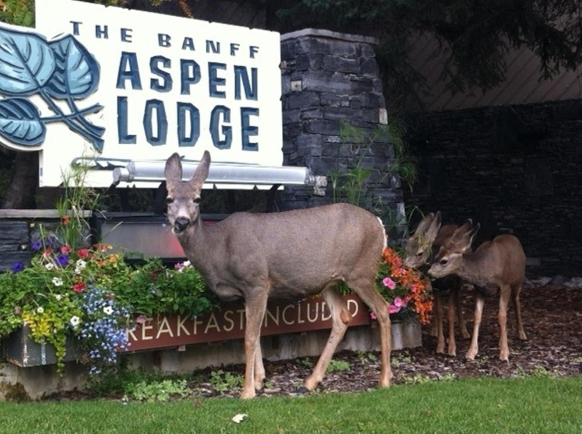 Banff Aspen Lodge Exteriér fotografie